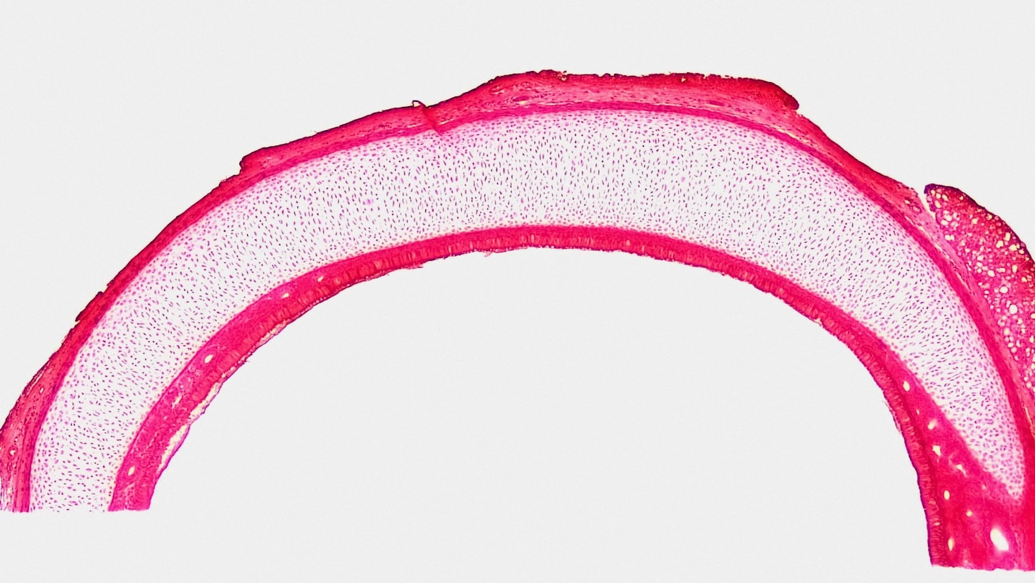 Entenda mais sobre a microbiota vaginal